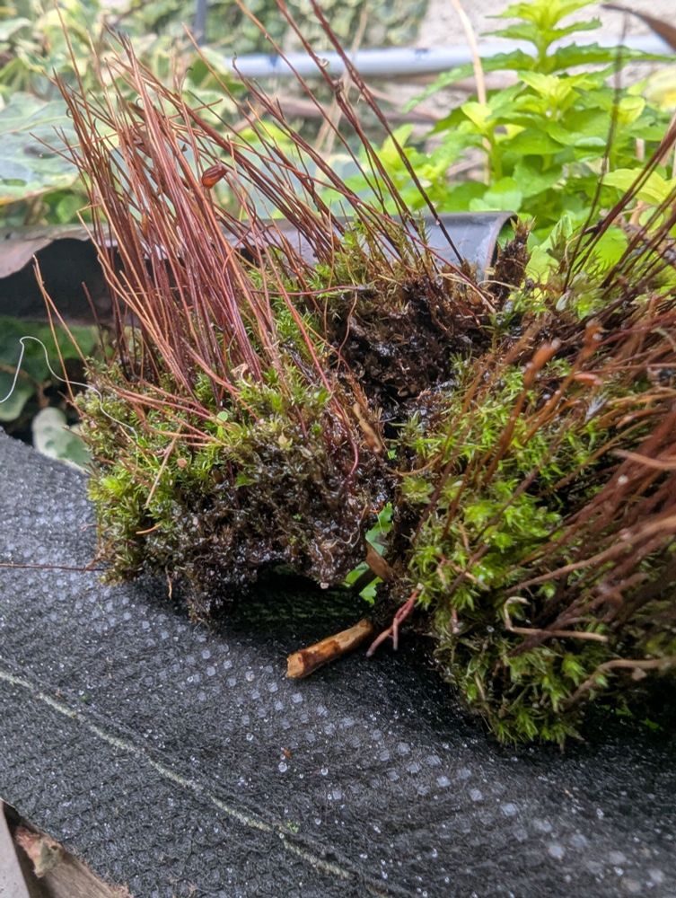 Moss in various shades of green and brown sits on black canvas pot liner. 