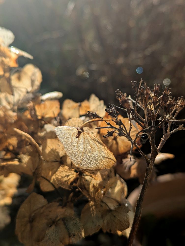 Sunlight filter on through a macro photo of dry hydrangea flower heads. 