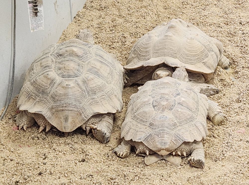 3 sandy colored tortoises in a 20' x 8' sand box.  Smallest is 15" across, bigger 2 probably 20" across.