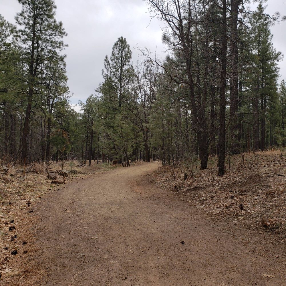 A wide dirt trail winds through a mature pine forest with desert oak leaf litter and pine cones and needles on the ground. The sky is overcast with passing clouds. A sliver of blue sky at the treeline.
