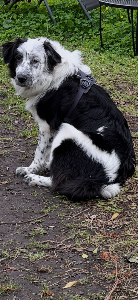 Black and white dog sitting outside
