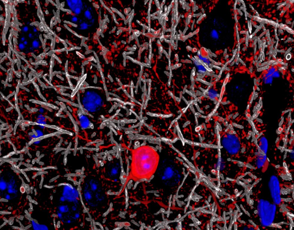 Mouse cortex imaged with array tomography. There is a red neuron in the middle that is stained with a GABA antibody. A dozen of blue nuclei are surrounding it, and myelinated axons looking like white tubes are interwoven all around them. And all of this is sprinkled with red dots, the inhibitory synaptic boutons labeled with GABA.