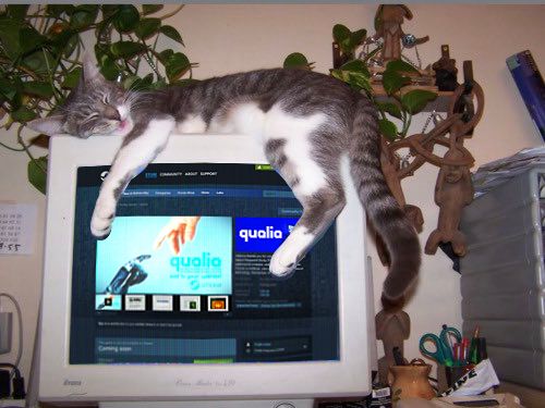 a cat sleeps on a retro large desktop pc, with a QUALIA steam store page on the screen