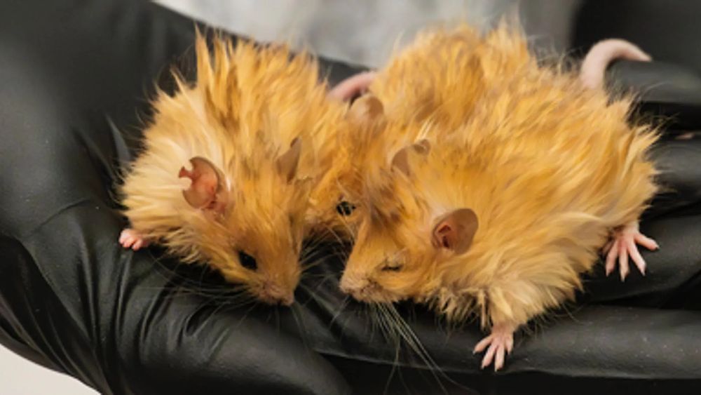 two very very fluffy orange mouse are held by a human hand wearing a black glove