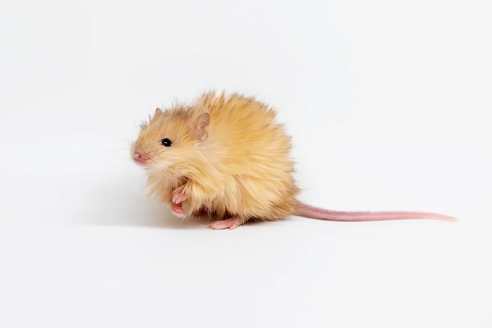 a very very fluffy orange mouse sits on a white surface