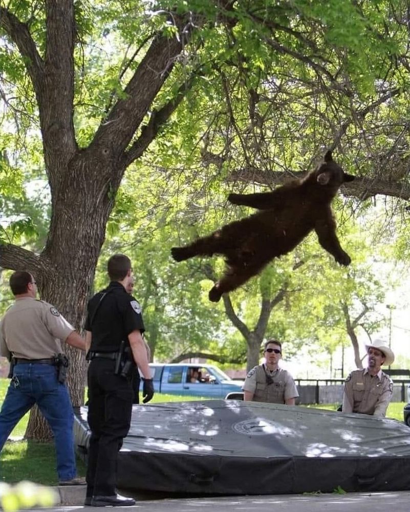 Bear falls out of tree to a blown up safety mattress below
