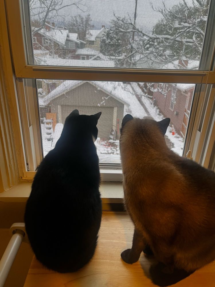 2 cats watching snow fall 