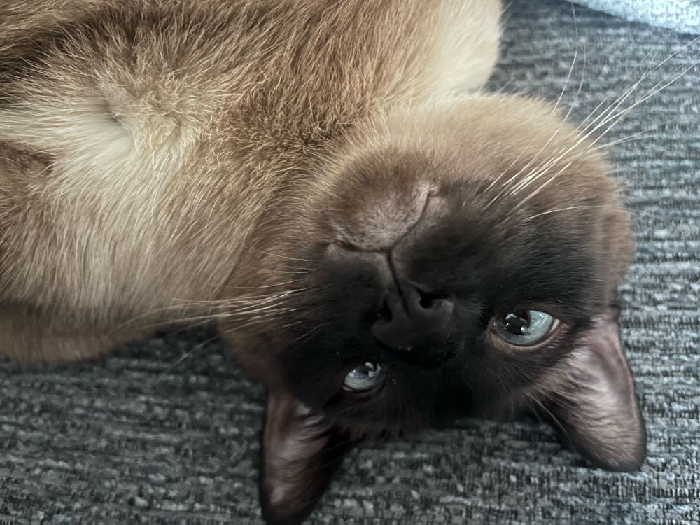 Siamese cat looking upside down