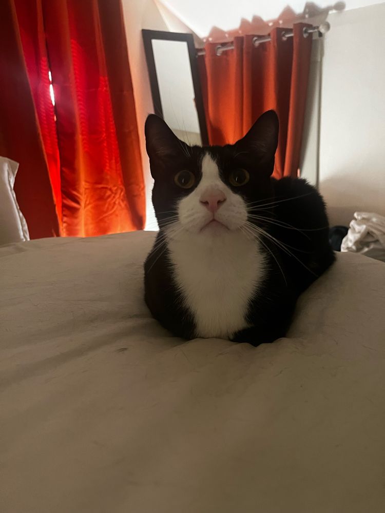 Black and white cat loafing on a bed