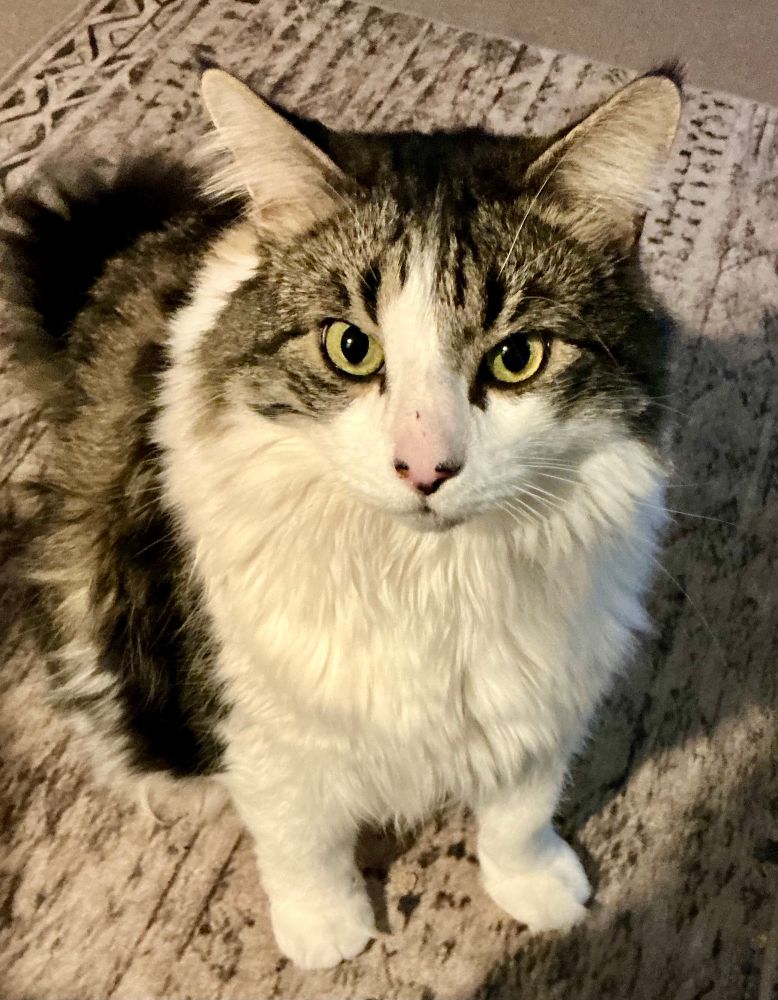 Grey/white floofy Harry cat sitting on the rug and enquiring re the possibility of treats. 