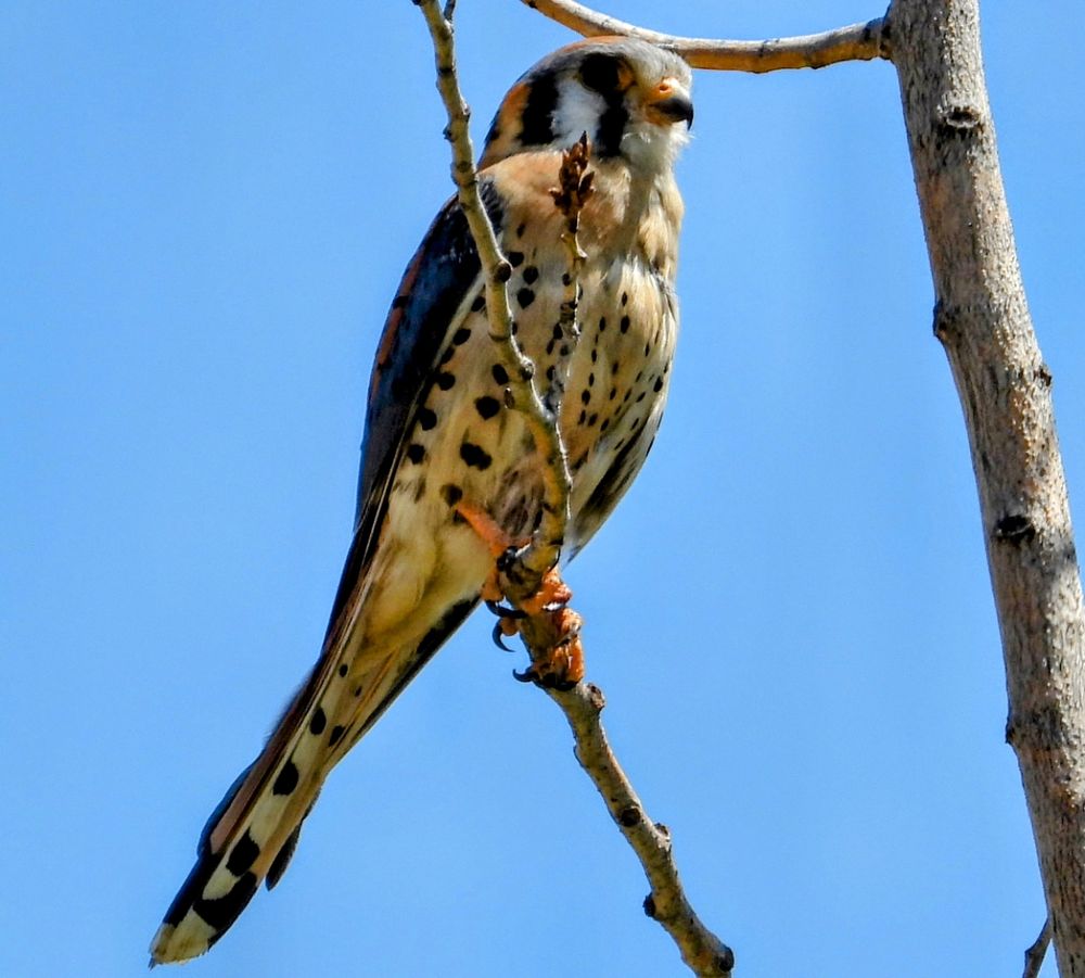 Post image (had no alt text on Bluesky)