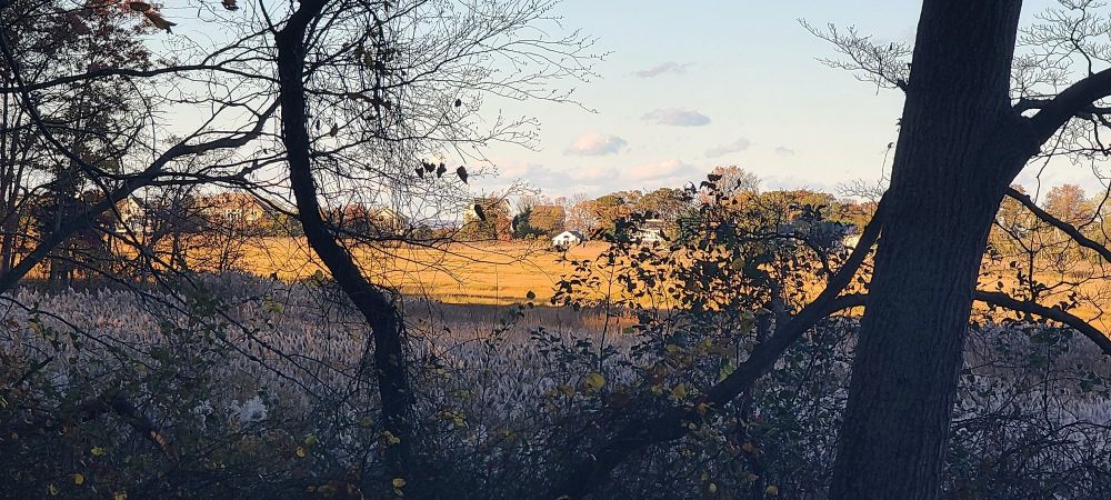 A golden autumnal saltwater marsh as seen through phthalo blue-shadowed trees.