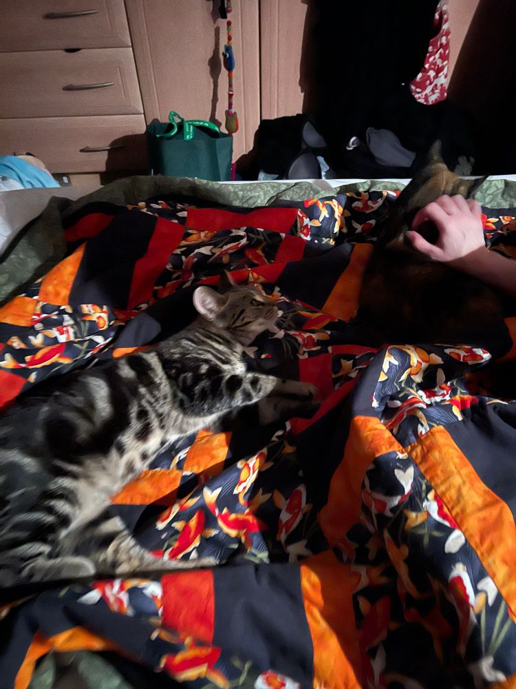 Picture shows a small tabby rescue kitten and and older grumpy tortie cat lying on a bed for skritches