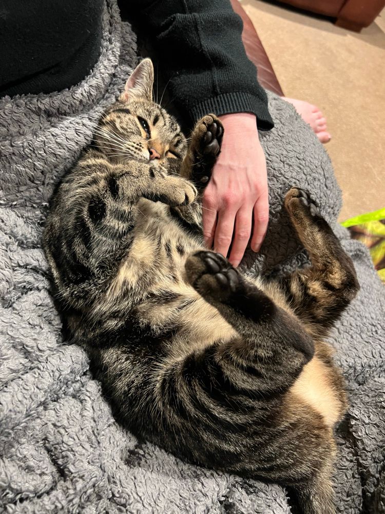 Picture shows a very content mackerel tabby cat getting some skritches