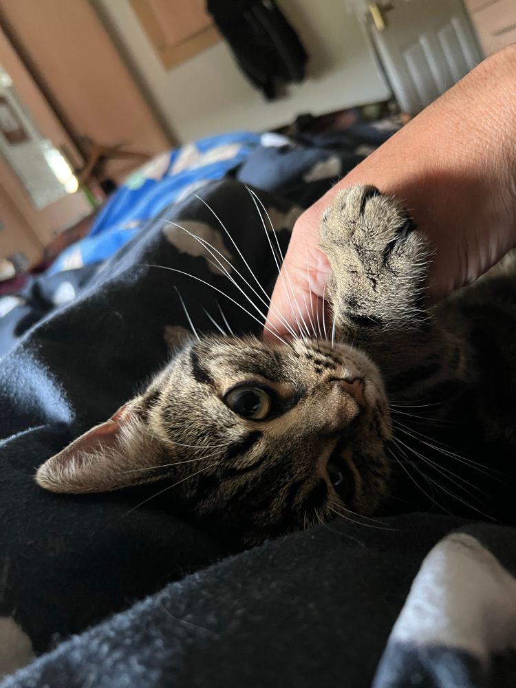 Picture shows a small mackerel tabby kitten enjoying some skritches from one of her humans.