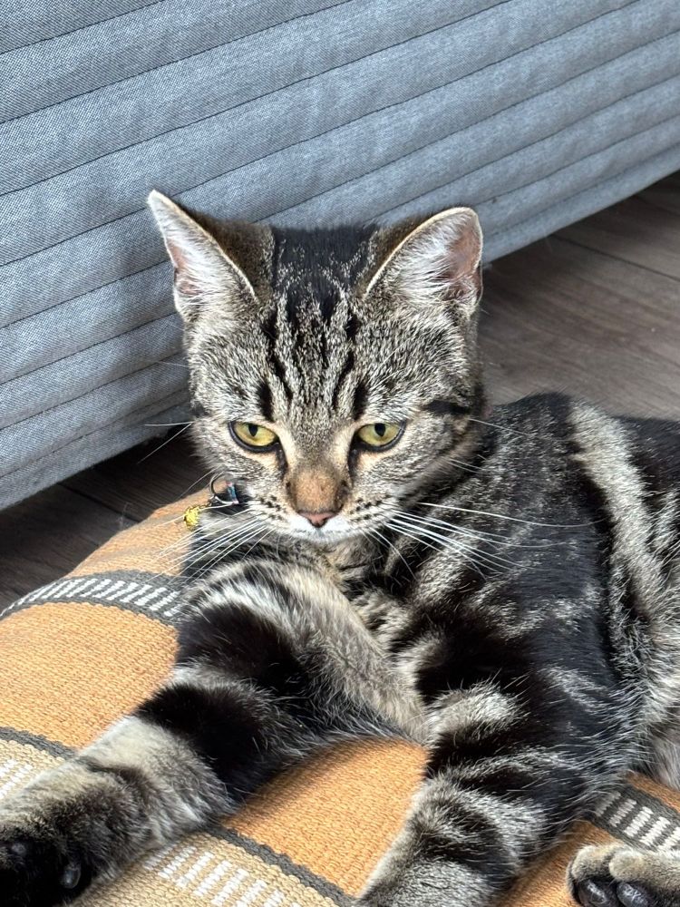 Mochi the cat looking cute