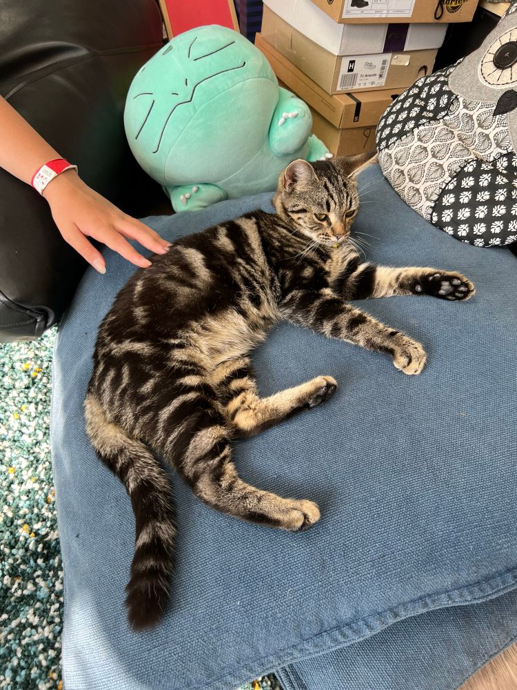 A tabby kitten led on a cushion