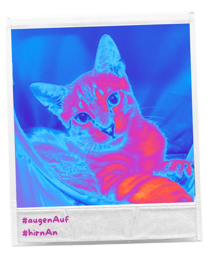 Blogillustration DoSchu.Com mit Foto einer Katze mit Farbverfälschung und Polaroid-Optik (foto DoSchu; Design mit Canva) sowie Text #aufenAuf #hirnan