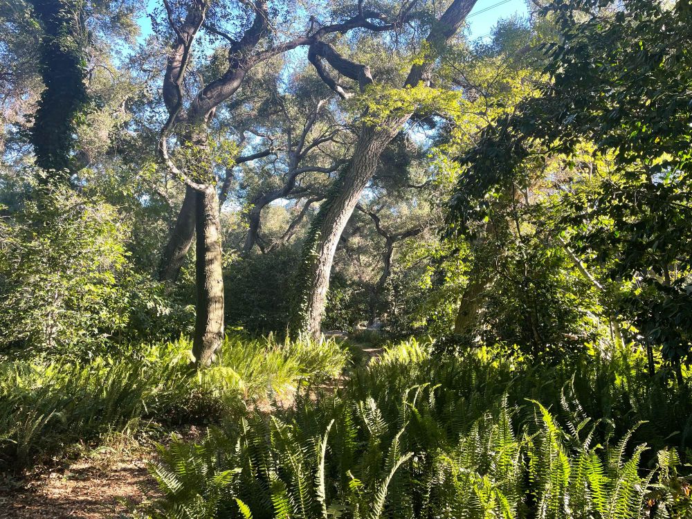 Camellia forest at descanso 