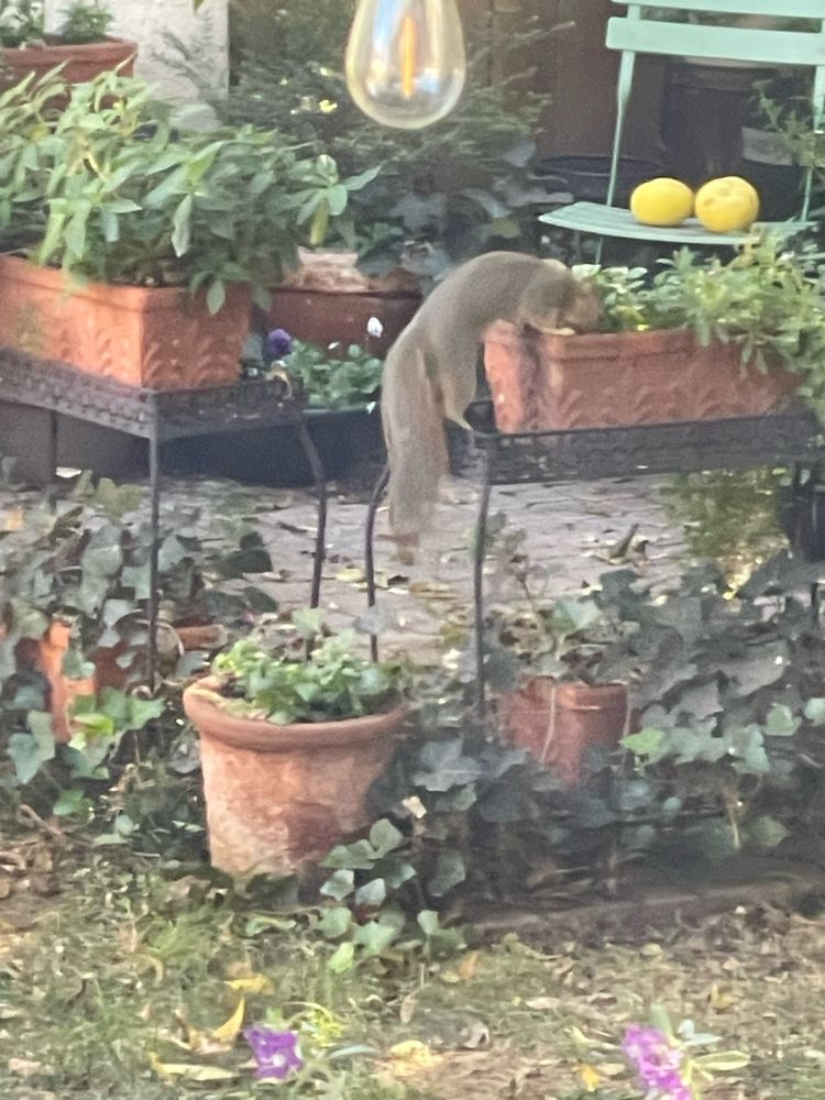 Squirrel digging in planter 