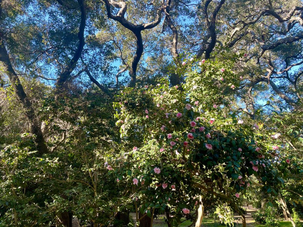 camellias at descanso gardens