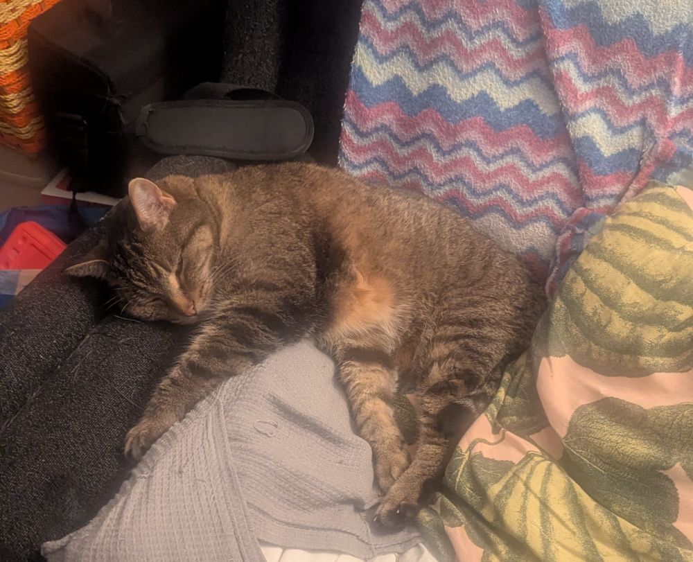 Sam the cat sleeping in a chair with his floofy belly tempting me to pet