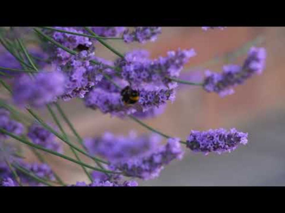 Bumblebee in Southampton