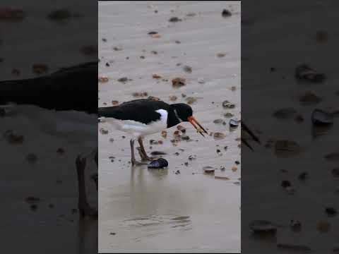 Oystercatcher having a snack at low tide in Littlehampton