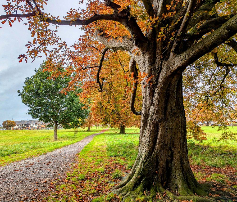 Trees by the path on Boxmoor Common