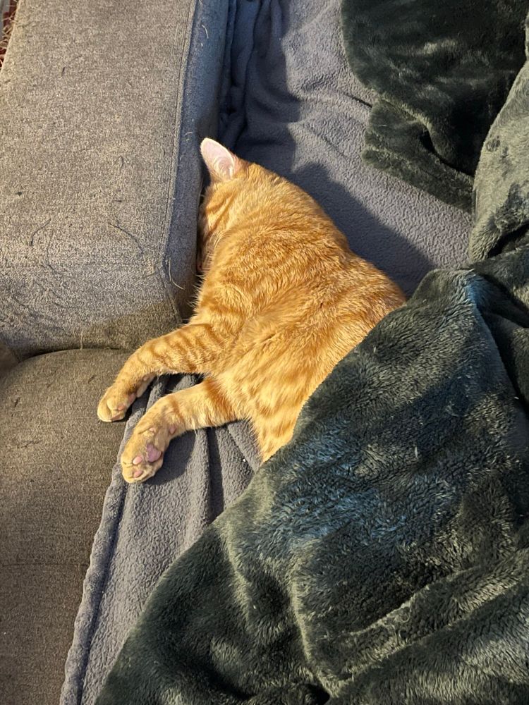 An orange cat on a blue couch. He’s lying sideways, partially under a green blanket, while his face is pressed snuggly against the couch’s armrest. 