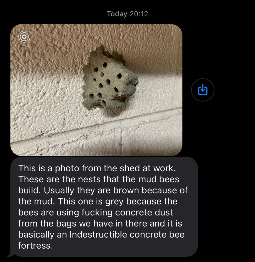 Screenshot from a messaging platform. An image shared of a concrete block wall  painted off-white, with a mud bee's nest, in a dark gray color with irregular holes on the side of it. The holes almost look like someone used their finger to make the impressions.

A message following the image reads: This is a photo from the shed at work. These are the nests that the mud bees build. Usually they are brown because of the mud. This one is grey because the bees are using fucking concrete dust from the bags we have in there and it is basically an Indestructible concrete bee fortress.