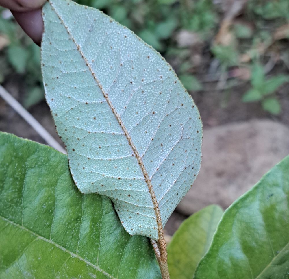 Detalle de las envés, con sus particulares "escamas" o "puntitos" rojizos. 