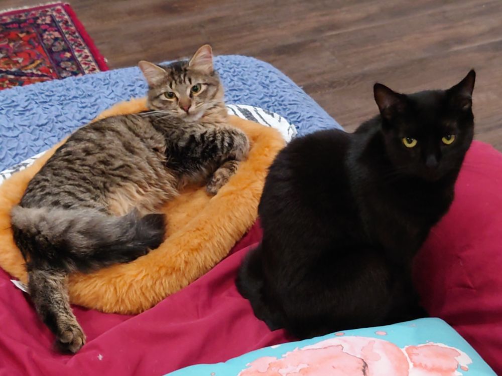 The kitten lying on one of the cat beds on the couch, while Black Cat sits next to/in front of her. They're both looking up at the camera.