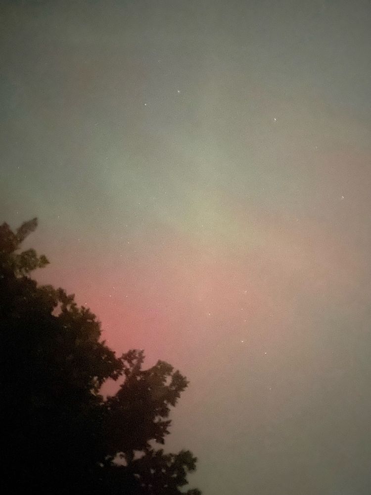 Northern lights from eastern WI—silhouette of a tree with a green and hot pink sky.