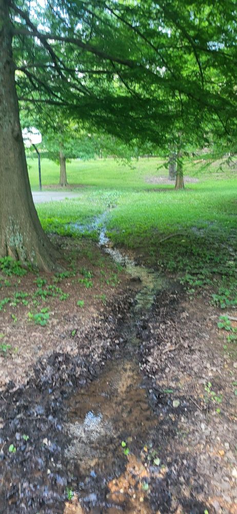 A spring run underneath a cypress tree in a park