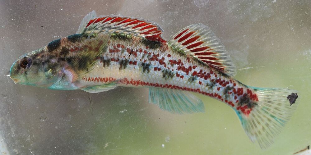 a small fish of the family percidae, with a snub nose, and multicolored scales, primarily brown or whiteish, with lines of red scales near its belly, splotches of dark brown scales along its dorsal area and where the lateral line would be (if darters had lateral lines), and a tinge of turqouise on its fins. Dorsal fins are primarily red.