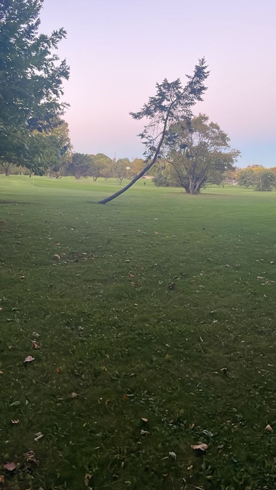 Picture of a slim tree with a prounced lean to the right, at the edge of a small golf course. 