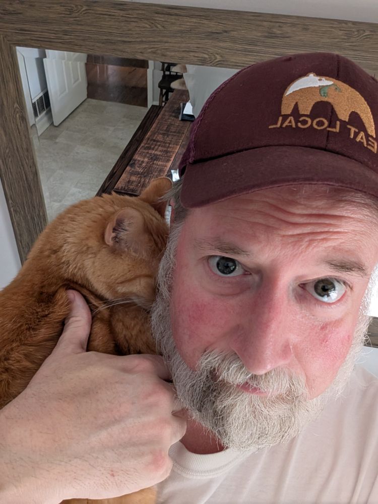 Smol orange cat needs shoulder perch and pets 