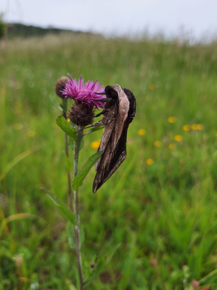 A privet hawk-moth (Sphinx ligustri) on a common knapweed (Centaurea nigra) flower.