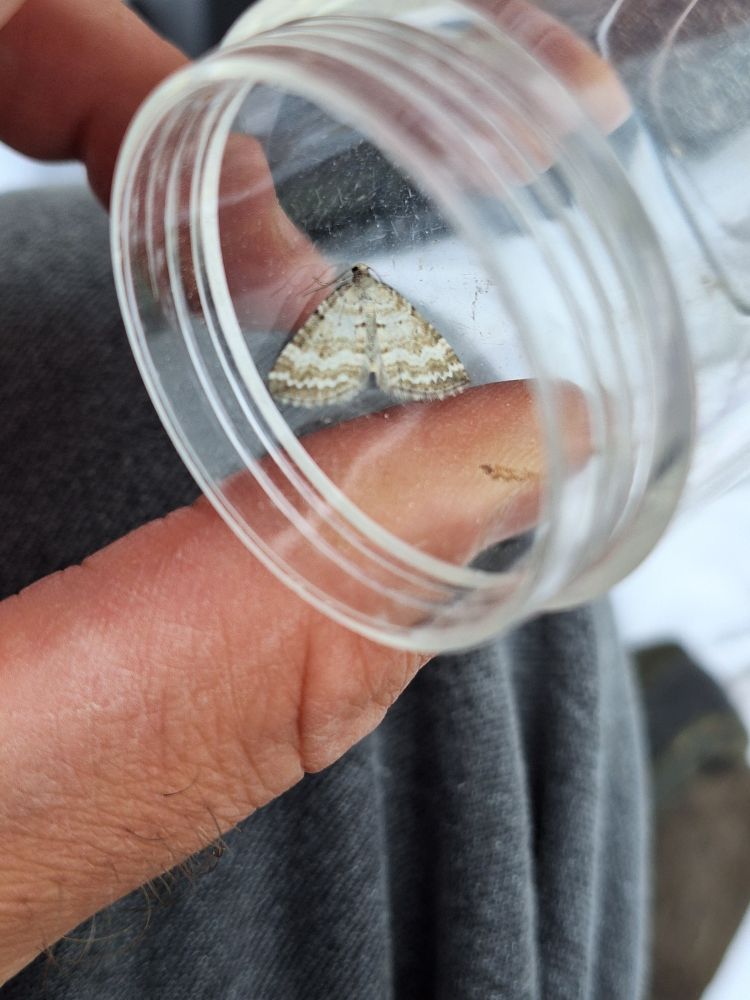 Grass rivulet moth (Perizoma albulata)