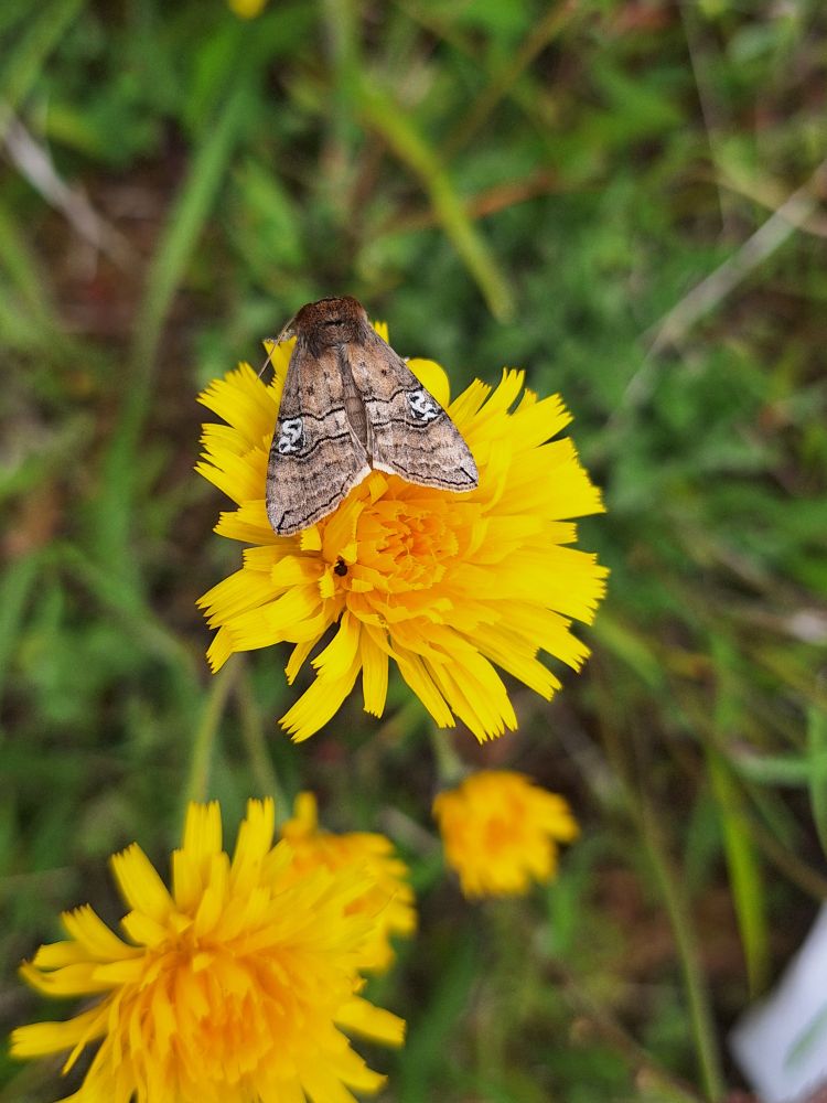 A figure of eighty moth (Tethea ocularis)