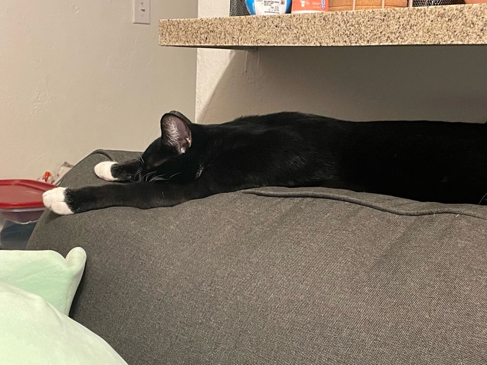 Zorro having a good nap.