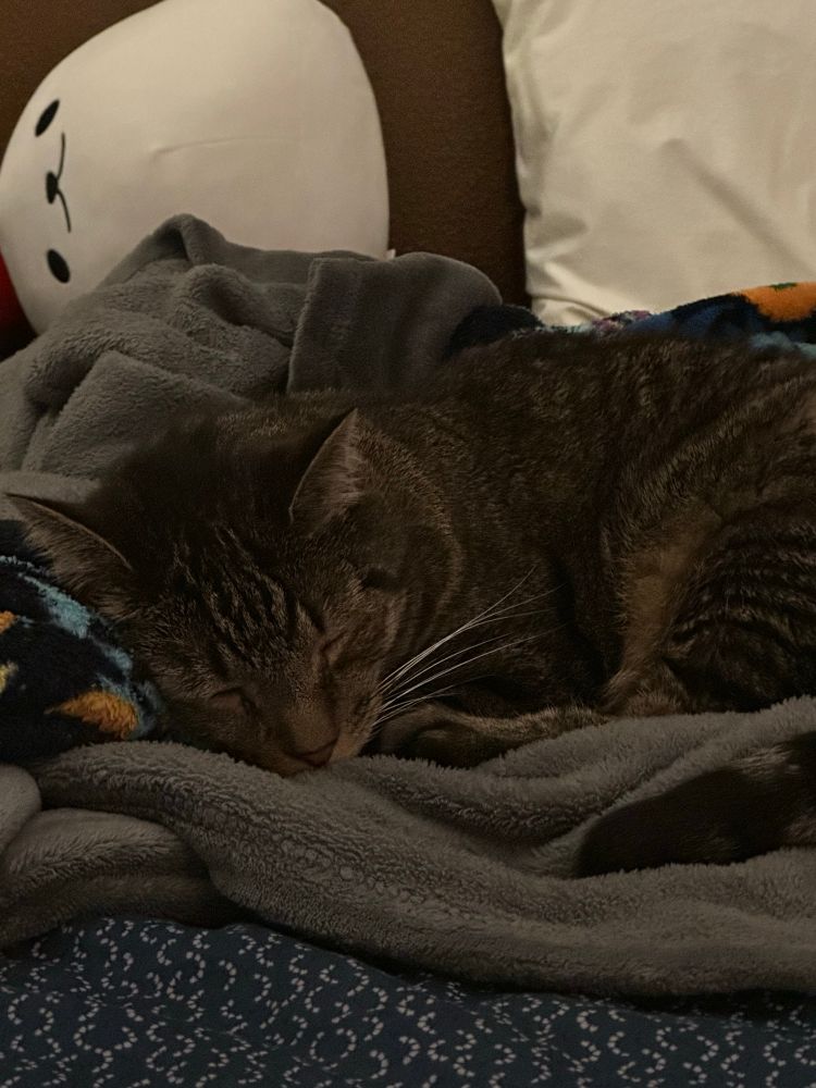 A portrait photo of a mackerel tabby sleeping on two blankets, one of which is grey, and the other a floral pattern. There is a speckled pattern fitted sheet seen at the bottom. In the background is a brown wall, a white pillow, and the eggdog strawberry plush on its right side.