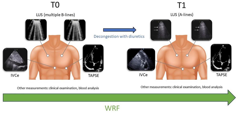 Figure 1. Representative image of each organ examined by ultrasound before and after decongestion.