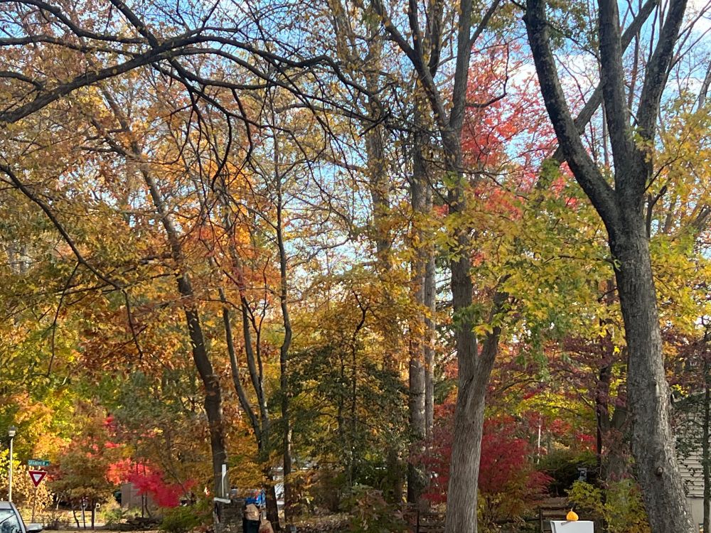 Severn Pines in autumn - colorful trees, etc