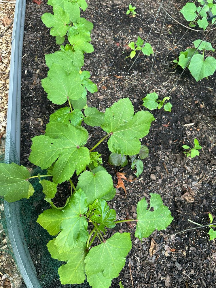 Baby okra plants