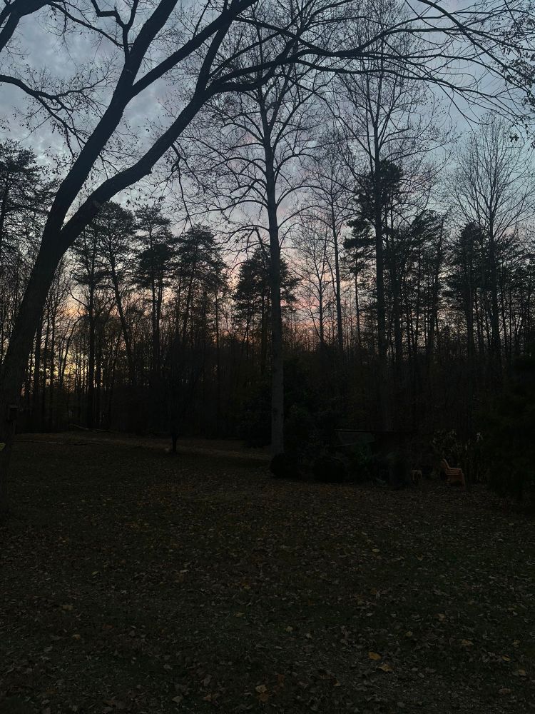 Dark trees in a field of grass as the sun sets and whisps of pink light linger