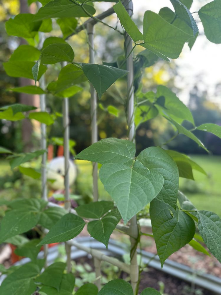 Pole bean vines climbing up a trellis 