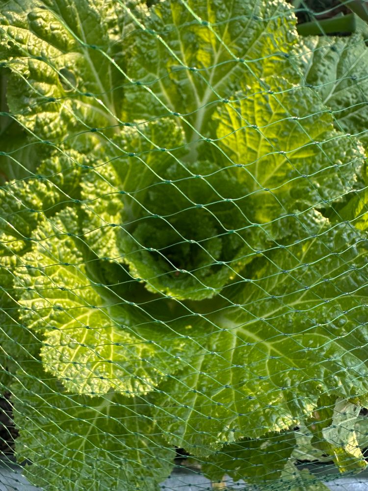 Some type of Asian lettuce that is starting to form a head
