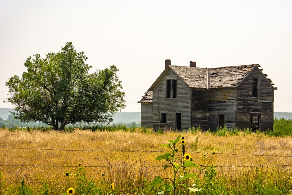 Abandoned farmhouse in South Dakota standing next to a large tree with a sunflower in the foreground.